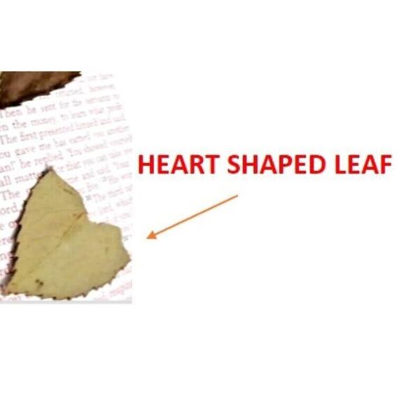 Heirloom Bible with PRESSED ROSE INSIDE! DRIED LONG STEM 1980s VNTG - Picture 4 of 16